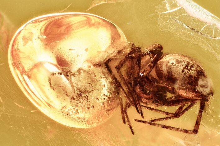 Detailed Fossil Spider (Araneae) In Baltic Amber #381484
